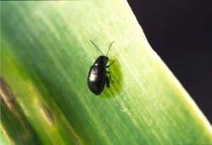 A close-up image of a small black beetle, known as a corn flea beetle, on a green corn leaf. 