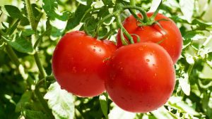 Three ripe red tomatoes with water droplets hanging from a vine, surrounded by lush green leaves in a garden.