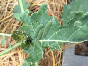 Green caterpillars feeding on a broccoli leaf, showing visible damage with holes and chewed edges caused by the infestation. 