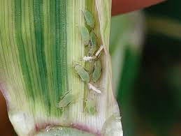 Wheat Aphid on a wheat stalk. 