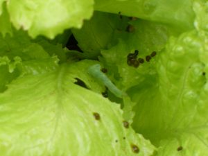 Aphid infestation on the leaves of lettuce, showing small, dark aphids and scattered eggs.