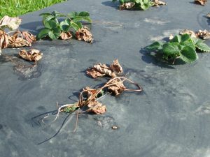 Strawberry plants with varying degrees of Phytophthora crown rot on a plastic mulch bed