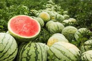 A field of watermelons with one split open to reveal vibrant red fruit, surrounded by green foliage.