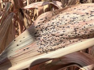 A dried corn leaf infected with tar spot, showing raised black lesions on the surface.