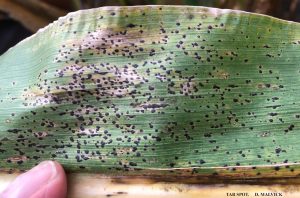 Close-up of a corn leaf displaying numerous black, raised spots caused by tar spot disease.