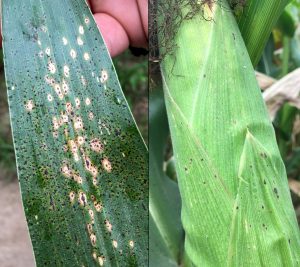 Two corn leaves showing symptoms of tar spot infection, one with brown lesions and black specks, and the other with minor black spots.