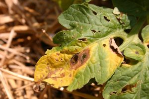 A tomato leaf showing signs of early blight, with yellowing areas and dark brown concentric spots, along with holes and general damage.