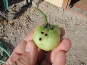 A person holding a tomato with a visible tomato fruitworm on it, demonstrating pest damage.