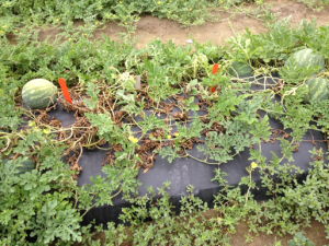 Watermelon vines afflicted by Fusarium wilt, with visible wilting and some healthy fruits, laid on black plastic mulch.