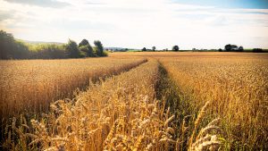 Expansive golden wheat field under a sunny sky.