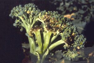 Broccoli plant showing symptoms of black rot, with yellowing leaves and dark, wet lesions on stems.