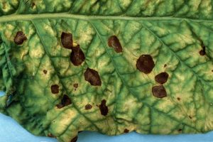 Close-up of a broccoli leaf affected by Alternaria Leaf Spot, showing small, dark brown spots with yellow halos on the surface.