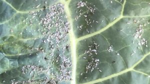 Whiteflies on the undersides of broccoli leaves, showing tiny white insects clustered together