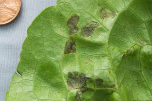 Broccoli leaves displaying symptoms of bacterial leaf spot, with dark water-soaked lesions and yellowing edges.