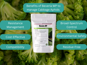 An infographic showing the benefits of Beveria WP for managing cabbage aphids, displayed over a background of healthy cabbage leaves.