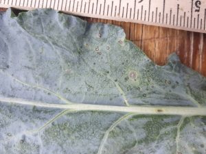 Broccoli leaves showing symptoms of Alternaria leaf spot, with dark brown circular spots surrounded by yellow halos.