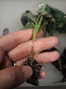 Broccoli seedlings affected by damping off, with collapsed stems and a dark, wet appearance at the soil line