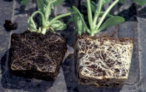 Two plants showing a comparison between healthy roots and diseased roots, with the plant on the left suffering from Pythium Root Rot.