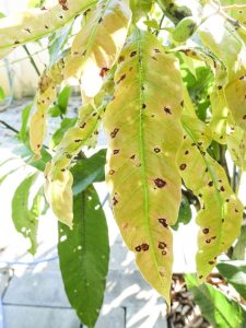 Close-up image of mango leaves showing black spot disease with numerous dark lesions.