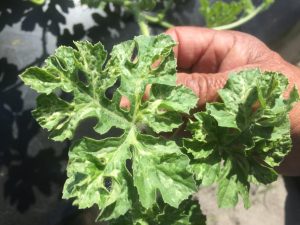 Close-up of watermelon leaves showing damage caused by leaf miners, with visible tunnels and dark spots on the foliage.