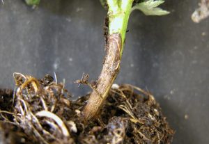 Broccoli plant exhibiting symptoms of Rhizoctonia root rot, with dark lesions on the roots and stunted growth.