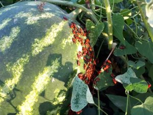 Close-up of aphids clustered on a watermelon leaf, showcasing their small size and green coloration.