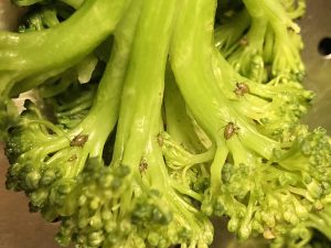 Close-up of aphids on the stems of fresh broccoli florets.