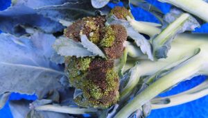 Broccoli plant showing symptoms of bacterial soft rot, with mushy, water-soaked tissues and a foul odor.