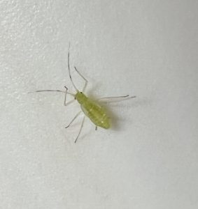 A small green insect with long antennae and delicate legs, resting on a smooth white surface. The insect has a translucent body and is light green in color.