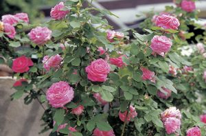 A healthy rose bush with vibrant pink flowers and green foliage, showing no signs of spider mite infestation.