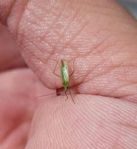 A small green insect with long legs and antennae resting on the surface of a person's hand. The insect has a narrow body and transparent wings folded along its back.