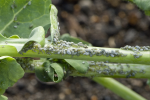 Heavy infestation of gray aphids on the stem of a broccoli plant.