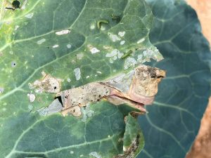 Armyworms on broccoli leaves, featuring green caterpillars with stripes amidst the foliage