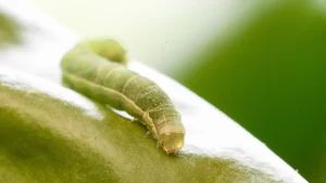 Close-up image of armyworms on a watermelon plant, showcasing the green fruit partially obscured by foliage, with several small, green caterpillars crawling on its surface.