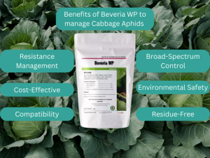  An infographic showcasing the benefits of using Beveria WP for managing cabbage aphids, displayed over a background of healthy cabbage leaves.