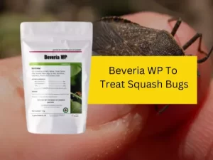 A Beveria WP product image next to a close-up of a squash bug on a person’s hand, with the text 'Beveria WP To Treat Squash Bugs