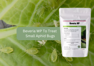 A package of Beveria WP biopesticide displayed on a background of green leaves covered with small aphid bugs. The text on the image reads "Beveria WP To Treat Small Aphid Bugs," highlighting the product's use in controlling aphid infestations. 