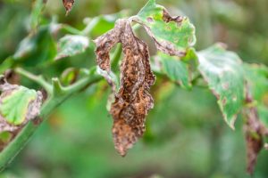 Close-up of tomato plant leaves showing signs of wilting and browning due to a fungal infection. 