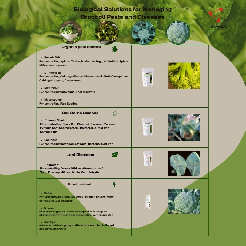 Broccoli Pests and Diseases biological measures