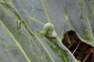 Close-up image of cutworms on broccoli plants.