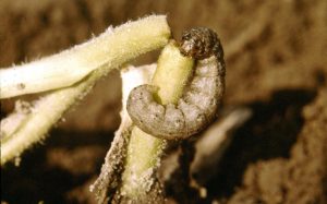 Close-up of cutworms on a watermelon plant, showcasing the damage they cause to the leaves and stems.