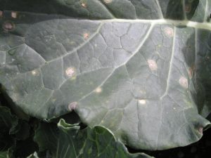 Broccoli leaves infected with powdery mildew, showing white, powdery fungal growth on the surface.