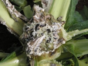 Broccoli plant showing symptoms of white mold, with fluffy white fungal growth and dark sclerotia on stems and leaves.