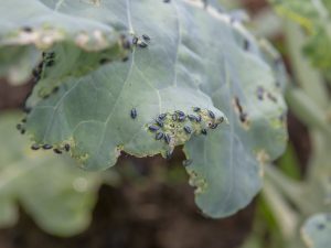 Close-up image of flea beetles on broccoli leaves.