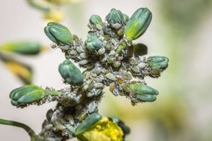 Close-up image of aphids infesting a plant stem with young green pods.