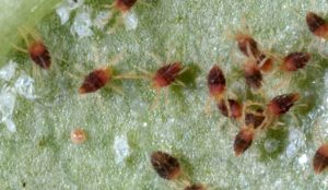 Close-up of several spider mites on a green leaf surface, showing their small red and brown bodies.