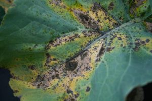 Close-up of a broccoli leaf affected by Alternaria Leaf Spot, showing small, dark brown spots with yellow halos on the surface.