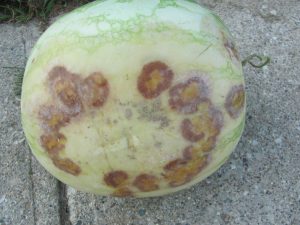 Watermelon plant affected by Phytophthora Blight showing wilting leaves, brown stem lesions, and water-soaked fruit with rotting sections.