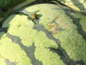 A close-up of cucumber beetles on a watermelon leaf, showcasing their distinctive yellow and black striped bodies.