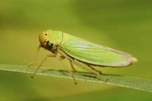 Leafhoppers on broccoli leaves, displaying small green insects hopping among the foliage.